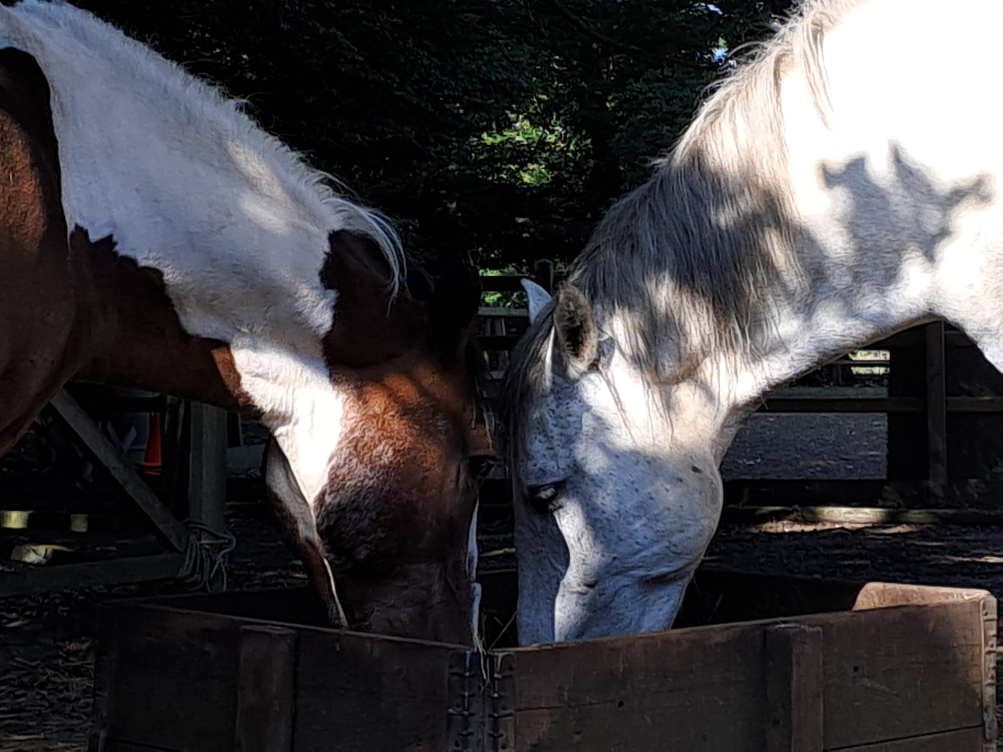 paarden die eten